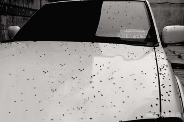 车上鸟屎多?竟是车身颜色惹的祸!- 驾考宝典