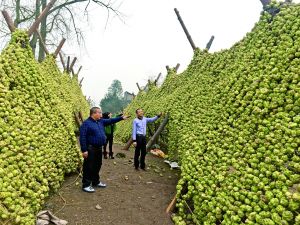 涪陵榨菜"香万家"