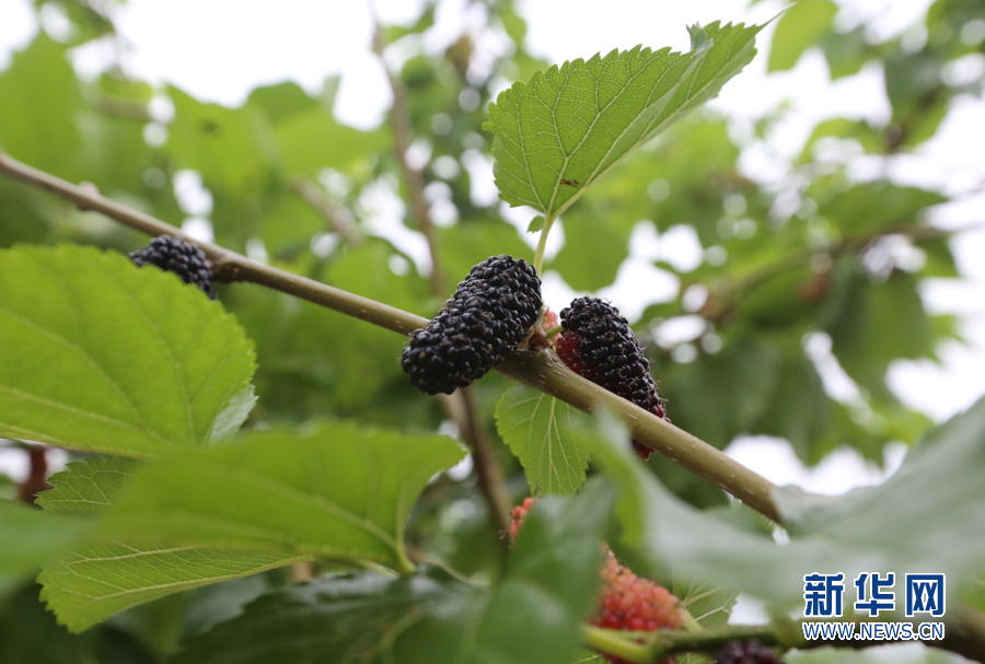 西樵山下桑基鱼塘:桑叶吐绿 桑果熟透