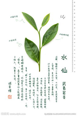 武夷岩茶精灵——武夷水仙茶 岩茶中之望族