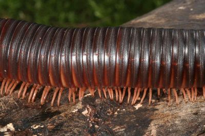 给一点蔬果(黄,西瓜,香蕉苹果,还可以的 马陆(millipede)也叫千足虫