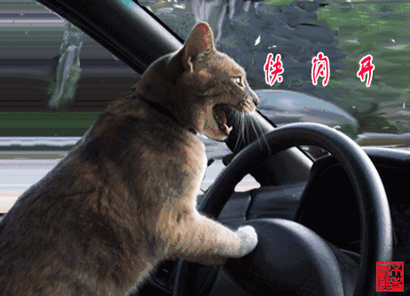 经验交流:愁死了吧?科目三考试时车跑偏了怎么办?