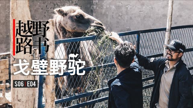 《越野路书》第六季04-戈壁野驼 - 新闻详情 - 