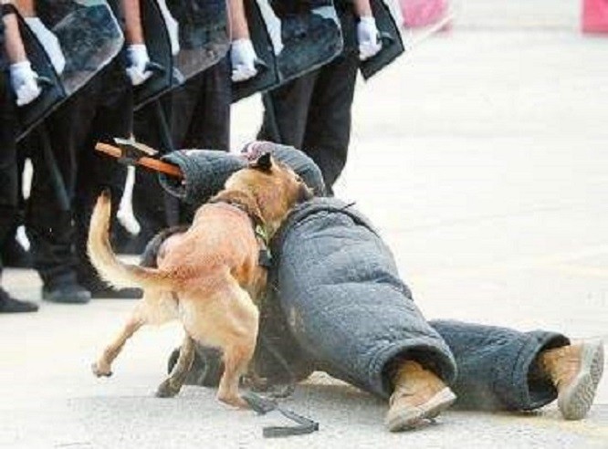 老人碰瓷报警也不怕,司机忍不可忍,放出大狼狗