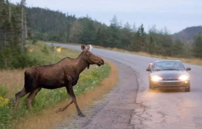 不然,麋鹿测试的英文原文为"moose test",直译过来的话其实应该是驼鹿