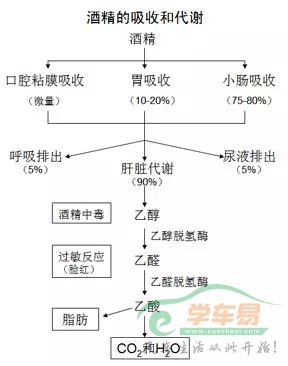 酒后多久才可以开车.webp.jpg