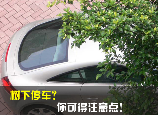 树下停车