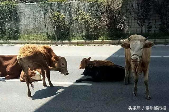 氣候炎熱,六盤水市六枝郎岱境內,一群大黃牛來到都香高速速公路上