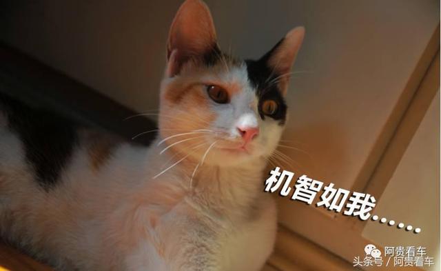 手头不到万元 合资中高级车新蒙迪欧 新天籁 第三代c5选谁好 新闻详情 买车网 手头不到万元 合资中高级车新蒙迪欧 新天籁 第三代c5选谁好 新闻详情 买车网