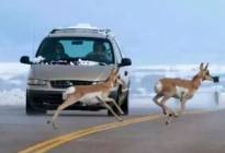 高速上遇到动物，是急刹还是撞上去？