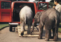既能下赛道又能运大象 是什么车如此优秀？