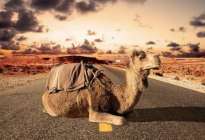 撞到骆驼，为何会车毁人亡？